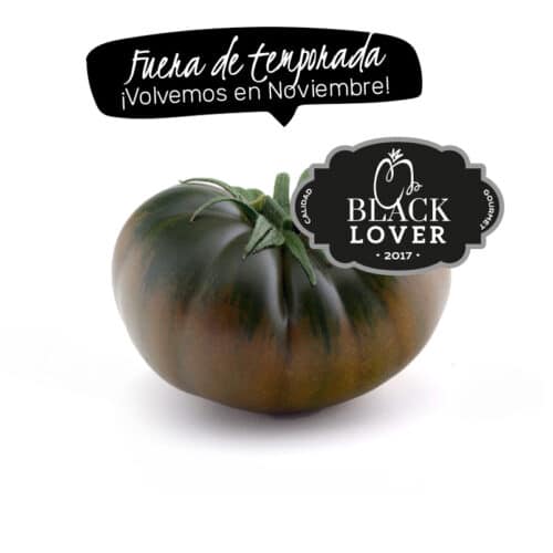 Tomate marmande negro Black Lover fuera de temporada