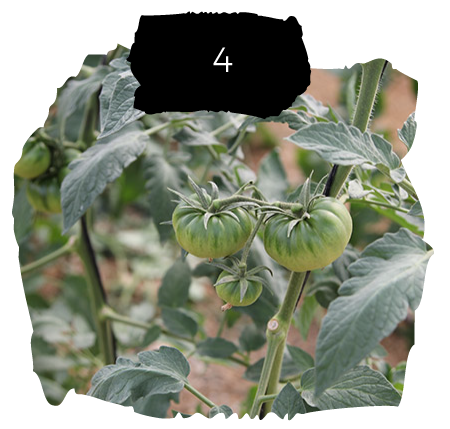 Tomatelover ¿Como es nuestro cultivo de tomates RAF en Almería? 4