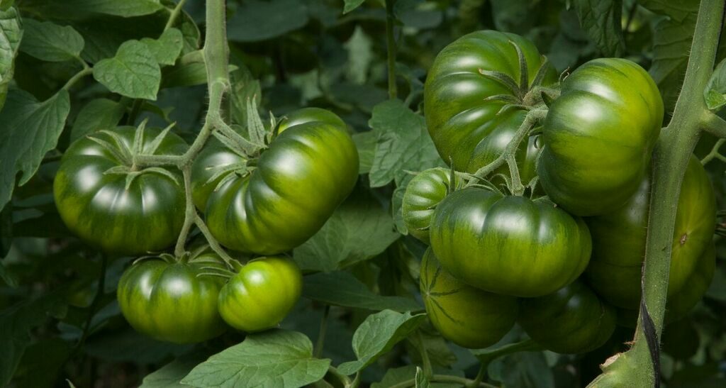 Cómo obtenemos el tomate raf auténtico